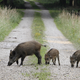 Illustration for article titled Radioactive boars from Chernobyl are still wandering around Germany